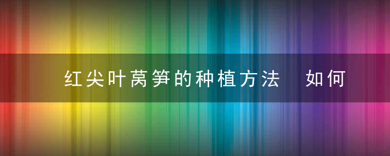 红尖叶莴笋的种植方法 如何种红尖叶莴笋